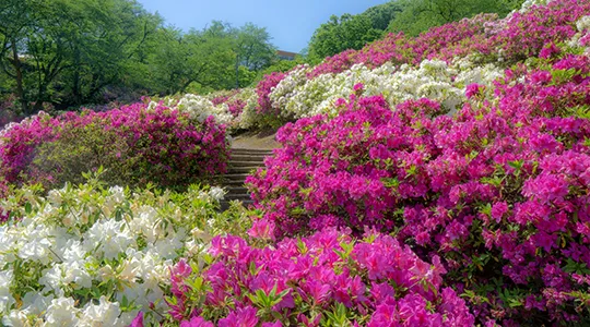 西山公園